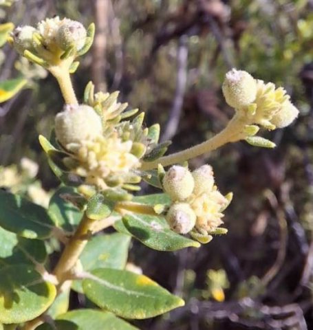 Phylica buxifolia spaced stem-tip clusters
